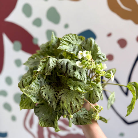 Begonia rex 'Silver Jewel' - Welsh Grown - Sprouts of Bristol