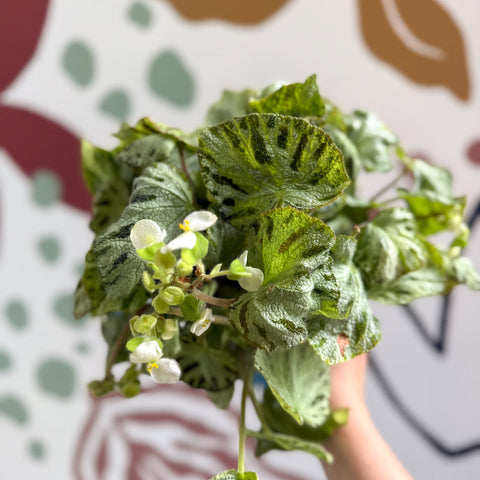 Begonia rex 'Silver Jewel' - Welsh Grown - Sprouts of Bristol