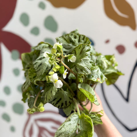 Begonia rex 'Silver Jewel' - Welsh Grown - Sprouts of Bristol