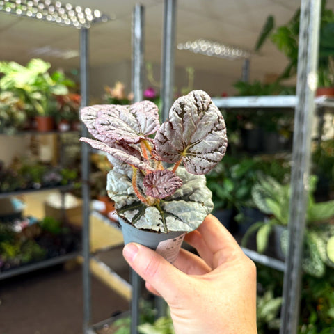 Begonia rex 'Spirit Of Bali' - Sprouts of Bristol