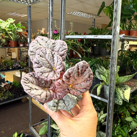 Begonia rex 'Spirit Of Bali' - Sprouts of Bristol