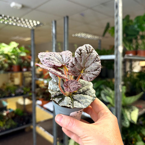 Begonia rex 'Spirit Of Bali' - Sprouts of Bristol