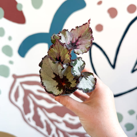 Begonia rex 'Spirit Of Kwale' - Sprouts of Bristol