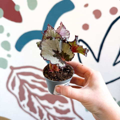 Begonia rex 'Spirit Of Kwale' - Sprouts of Bristol