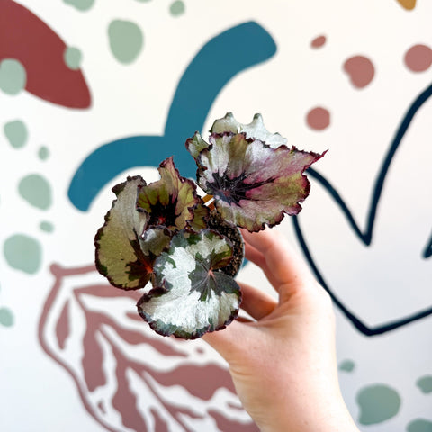 Begonia rex 'Spirit Of Kwale' - Sprouts of Bristol