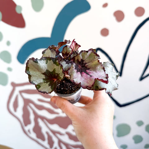 Begonia rex 'Spirit Of Kwale' - Sprouts of Bristol
