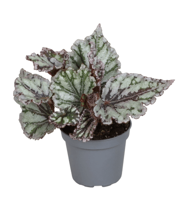 Begonia rex 'Spirit Of Sumatra' - Sprouts of Bristol