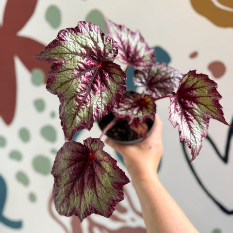 Begonia rex 'Wicked' - Welsh Grown - Sprouts of Bristol