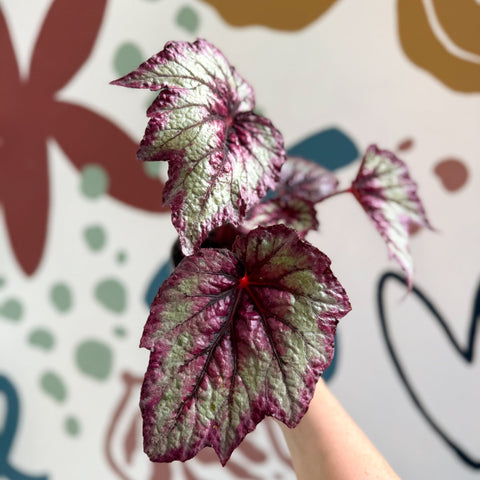 Begonia rex 'Wicked' - Welsh Grown - Sprouts of Bristol