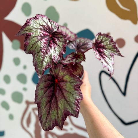 Begonia rex 'Wicked' - Welsh Grown - Sprouts of Bristol