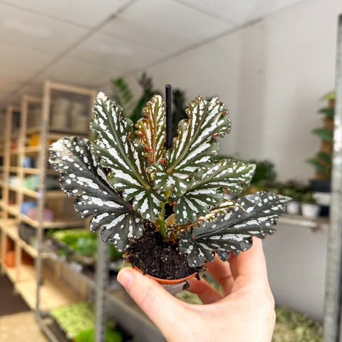 Begonia ‘Ruby’ – Angel Wing Begonia - Sprouts of Bristol