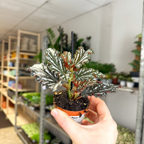 Begonia ‘Ruby’ – Angel Wing Begonia - Sprouts of Bristol