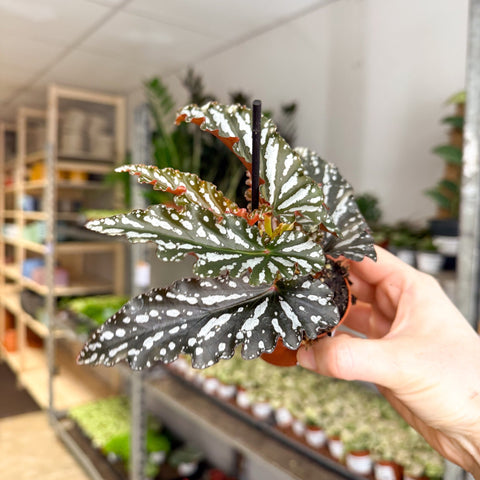 Begonia ‘Ruby’ – Angel Wing Begonia - Sprouts of Bristol