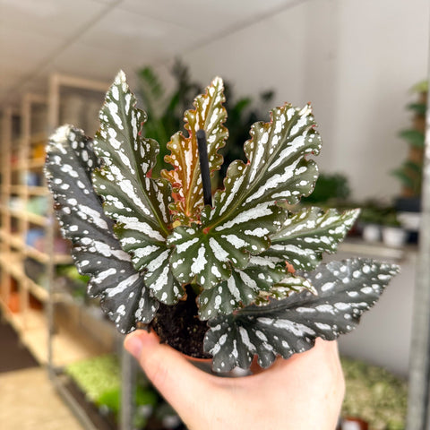 Begonia ‘Ruby’ – Angel Wing Begonia - Sprouts of Bristol