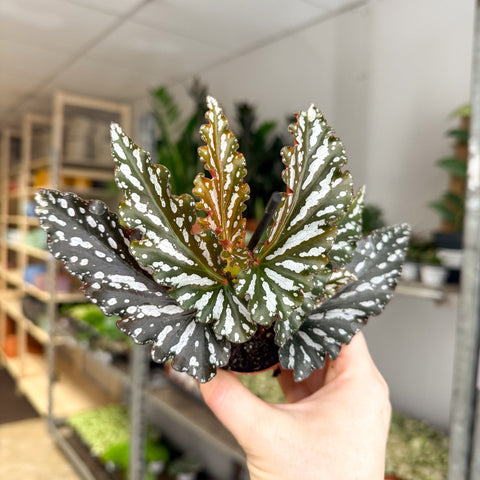 Begonia ‘Ruby’ – Angel Wing Begonia - Sprouts of Bristol