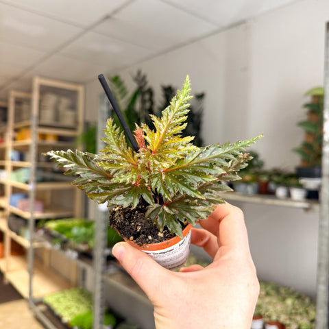 Begonia ‘Seratipetala’ – Angel Wing Begonia - Sprouts of Bristol