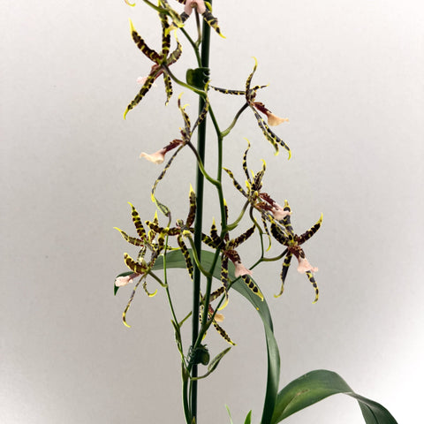 Brassia ‘Summer Dream’ – Spider Orchid - Sprouts of Bristol
