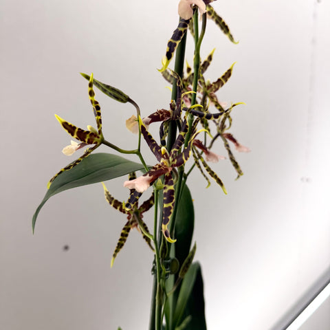 Brassia ‘Summer Dream’ – Spider Orchid - Sprouts of Bristol