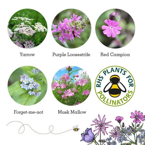 Butterfly Mix - Wildflower Grab Bag - Sprouts of Bristol