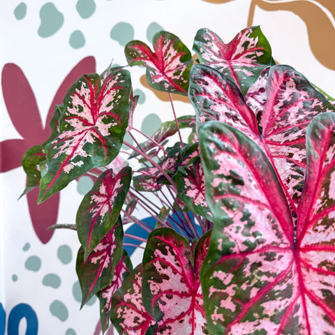 Caladium 'Carolyn Whorton' - Sprouts of Bristol