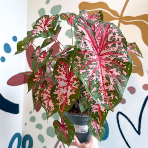 Caladium 'Carolyn Whorton' - Sprouts of Bristol