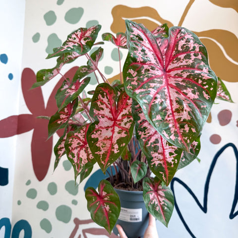 Caladium 'Carolyn Whorton' - Sprouts of Bristol