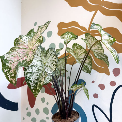 Caladium 'Snow Flurry' - Sprouts of Bristol