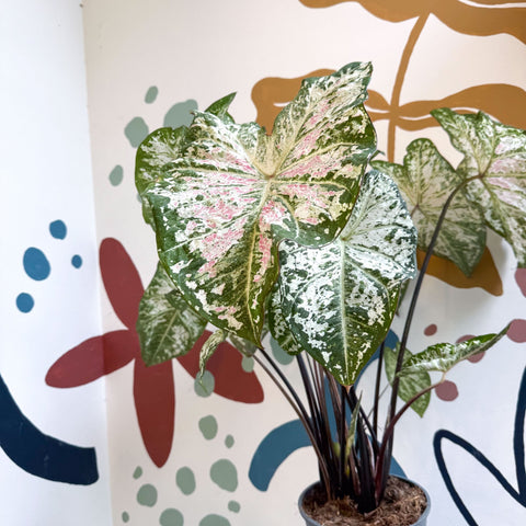 Caladium 'Snow Flurry' - Sprouts of Bristol