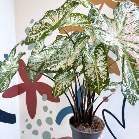 Caladium 'Snow Flurry' - Sprouts of Bristol