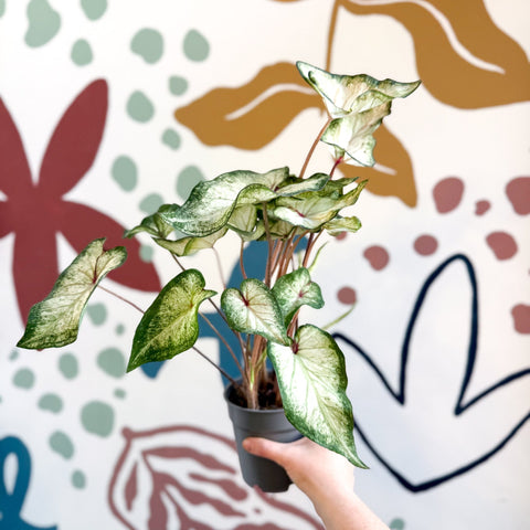 Caladium 'White Wonder' - Sprouts of Bristol