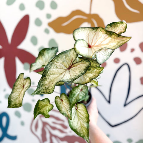 Caladium 'White Wonder' - Sprouts of Bristol