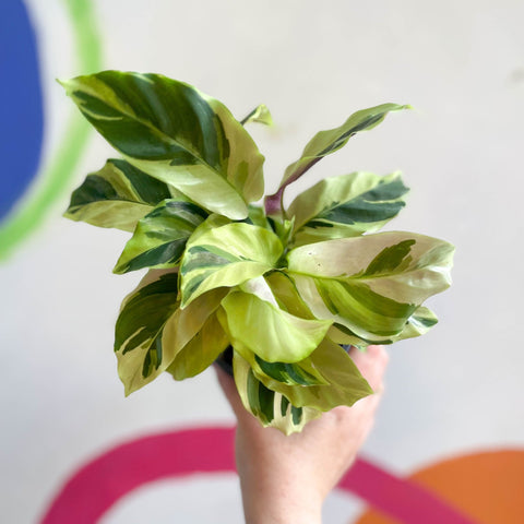 Calathea lietzei 'Yellow Fusion' - Sprouts of Bristol