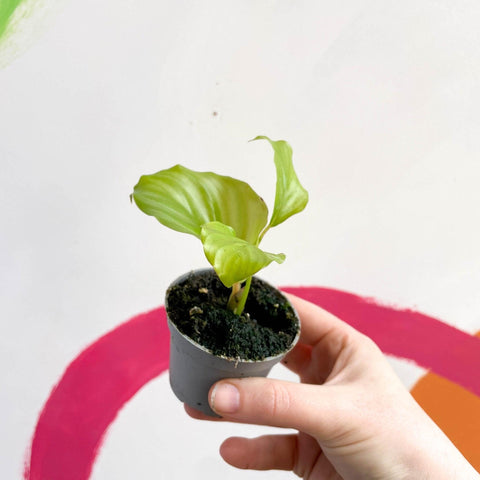 Calathea orbifolia - Sprouts of Bristol