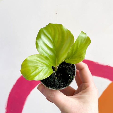 Calathea orbifolia - Sprouts of Bristol