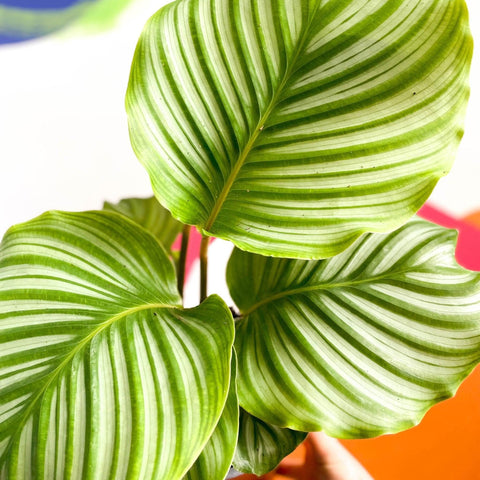 Calathea orbifolia - Sprouts of Bristol