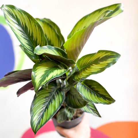 Calathea ornata 'Beauty Star' - Sprouts of Bristol