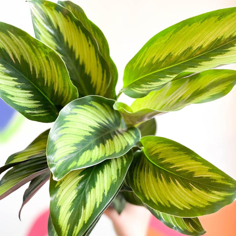 Calathea ornata 'Beauty Star' - Sprouts of Bristol