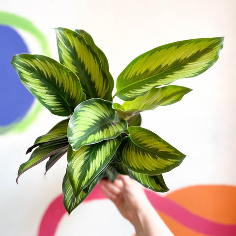 Calathea ornata 'Beauty Star' - Sprouts of Bristol