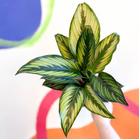 Calathea ornata 'Beauty Star' - Sprouts of Bristol