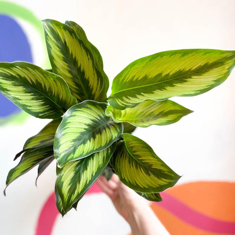 Calathea ornata 'Beauty Star' - Sprouts of Bristol