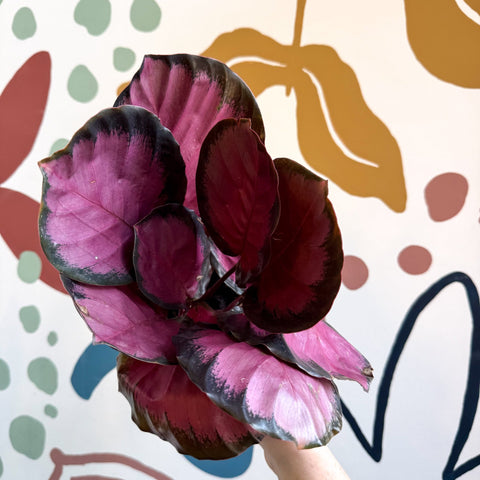 Calathea roseopicta 'Crimson' - Sprouts of Bristol