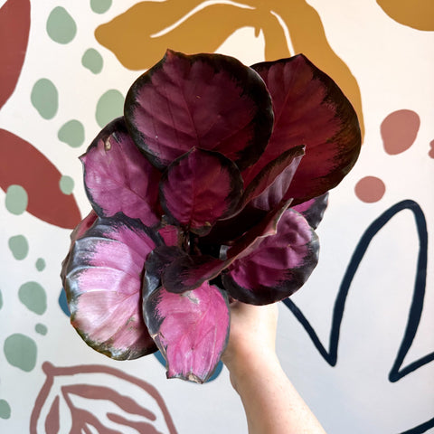Calathea roseopicta 'Crimson' - Sprouts of Bristol