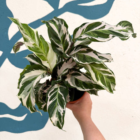Calathea ‘Stella’ - Sprouts of Bristol