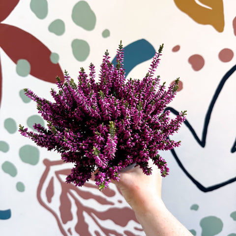 Calluna vulgaris ‘Beauty Ladies® Lila’ – Lilac Heather - Sprouts of Bristol