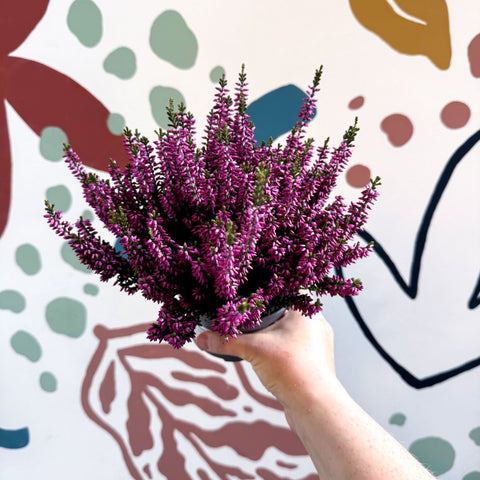 Calluna vulgaris ‘Beauty Ladies® Lila’ – Lilac Heather - Sprouts of Bristol