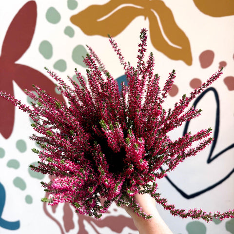 Calluna vulgaris 'Beauty Ladies® Rood' – Red Heather - Sprouts of Bristol