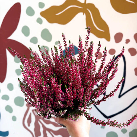 Calluna vulgaris 'Beauty Ladies® Rood' – Red Heather - Sprouts of Bristol