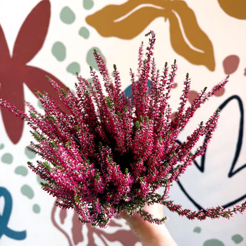 Calluna vulgaris 'Beauty Ladies® Rood' – Red Heather - Sprouts of Bristol