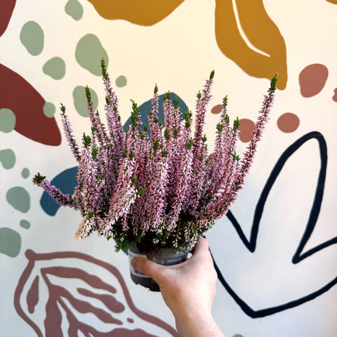 Calluna vulgaris ‘Beauty Ladies® Roze’ – Pink Heather - Sprouts of Bristol