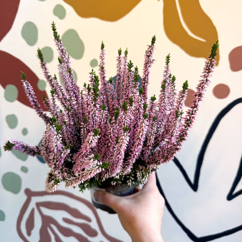 Calluna vulgaris ‘Beauty Ladies® Roze’ – Pink Heather - Sprouts of Bristol
